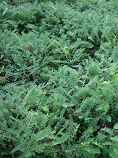 Achillée crithmifolia