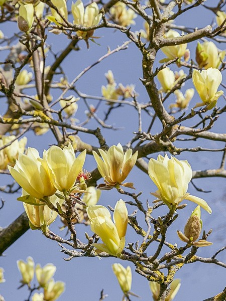 Arbre à cornichons, Magnolia acuminé 'Butterfly'