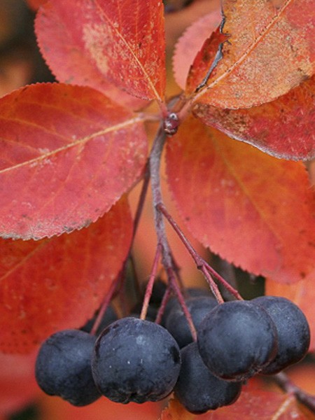 Aronie à fruits noirs 'Autumn Magic'