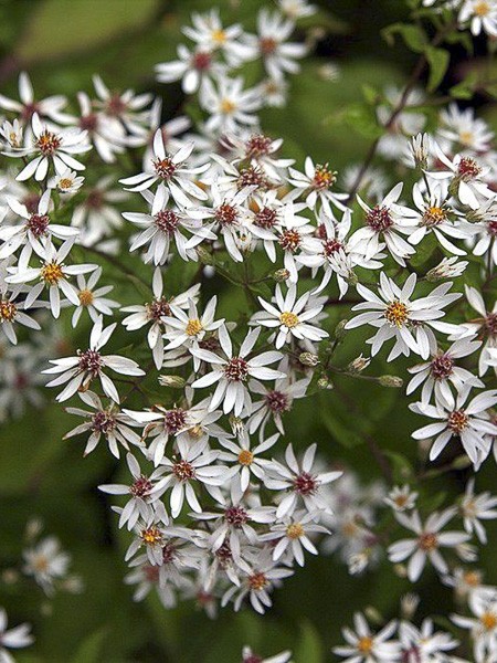 Aster 'Beth Chatto'