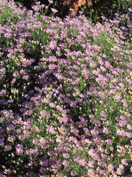 Aster 'Esther'