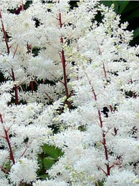 Astilbe d'Arends 'Rock and Roll'