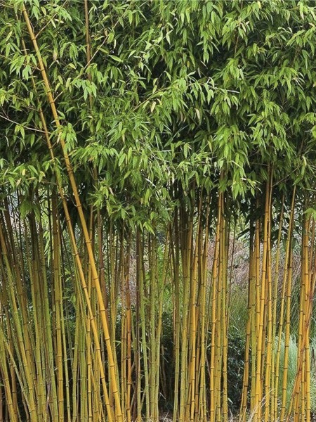 Bambou à cannes jaunes