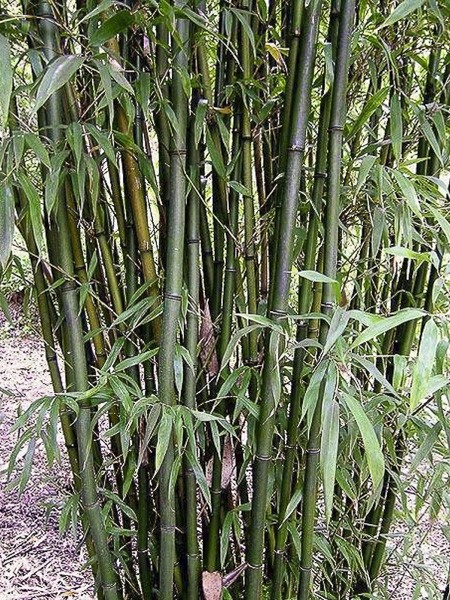 Bambou peu traçant 'Viridis'
