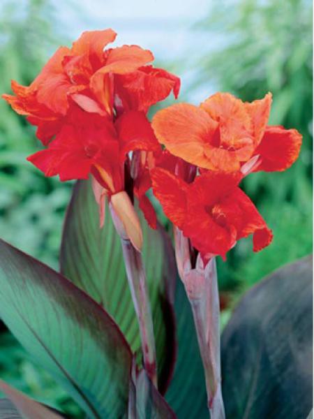 Canna Indica 'Brown Leaf Red King Humbert'