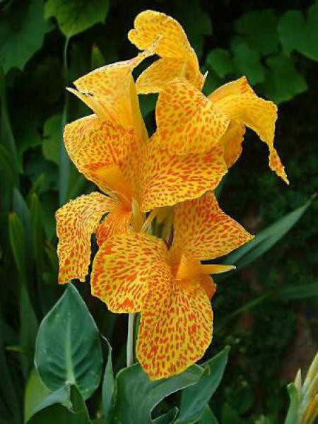 Canna Indica 'Green Leaf Picasso'
