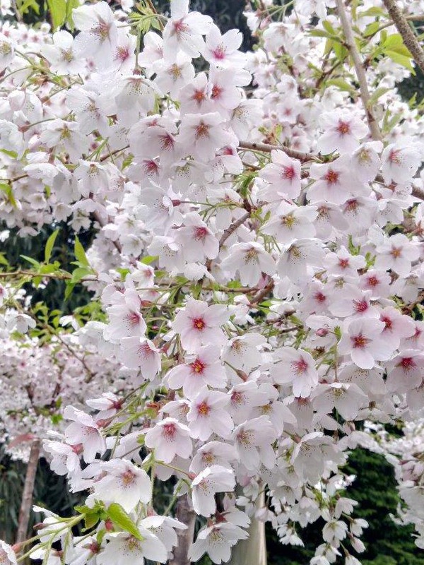 Cerisier à fleur yedoensis