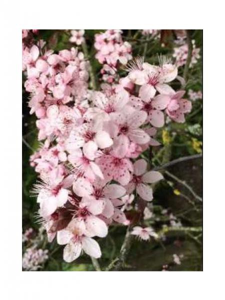 Cerisier à fleurs, Prunier myrobolan 'Pissardii'