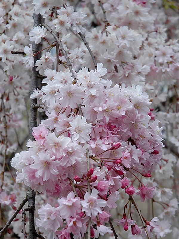 Cerisier du Japon 'Pendula'