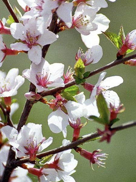 Cerisier tomenteux à fleurs