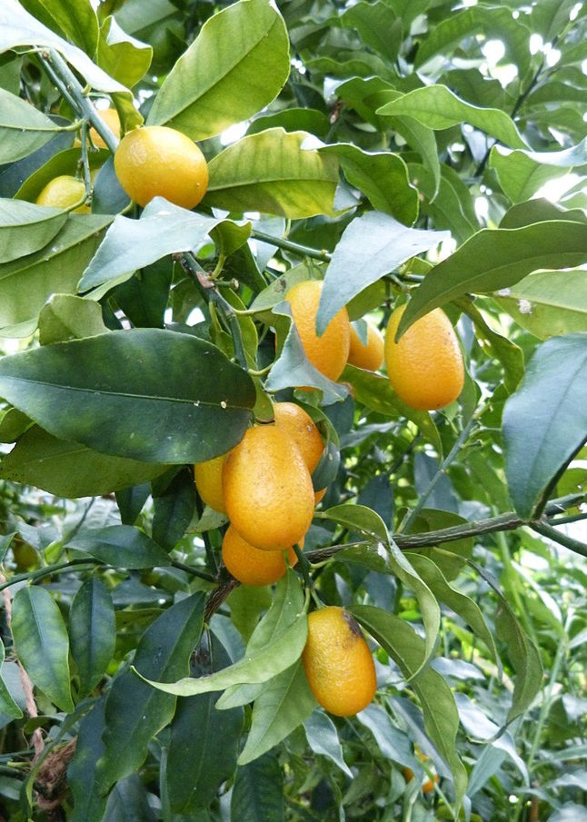 Kumquat Marumi, kumquat rond