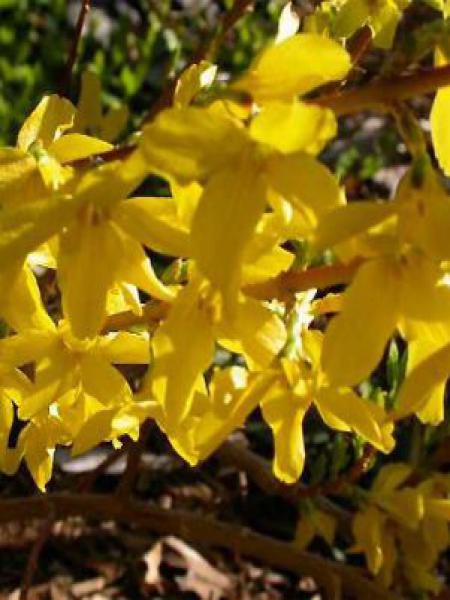 Forsythia intermedia 'Minigold'
