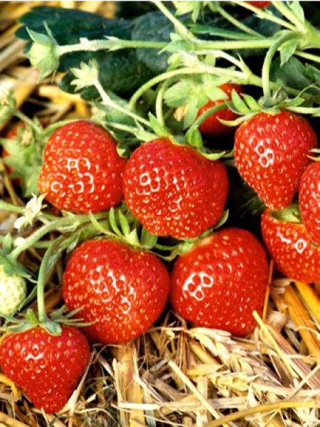 Fragaria ananassa 'Korona' Fraisier à grosses fraises