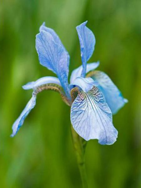 Iris de Sibérie 'Perry's Blue'