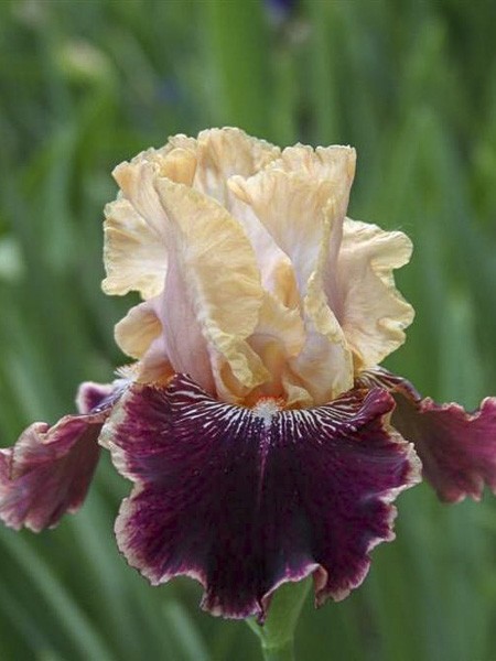 Iris des jardins 'Amethyst Dancer'