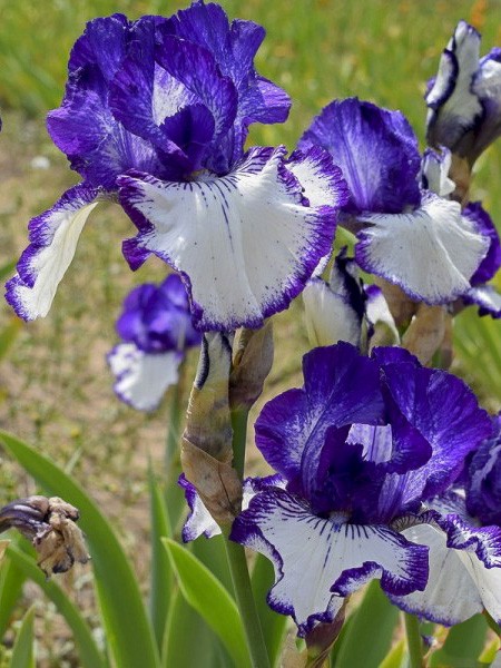 Iris des jardins 'Art Déco'
