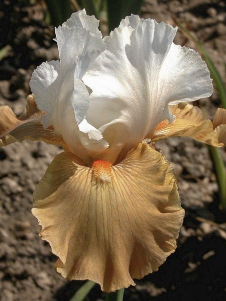 Iris des jardins 'Chateau d Auvers Sur Oise'