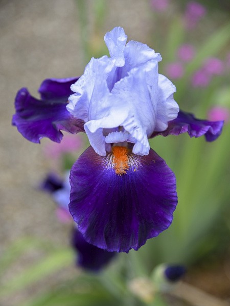 Iris des jardins 'Chelsea Bleu'