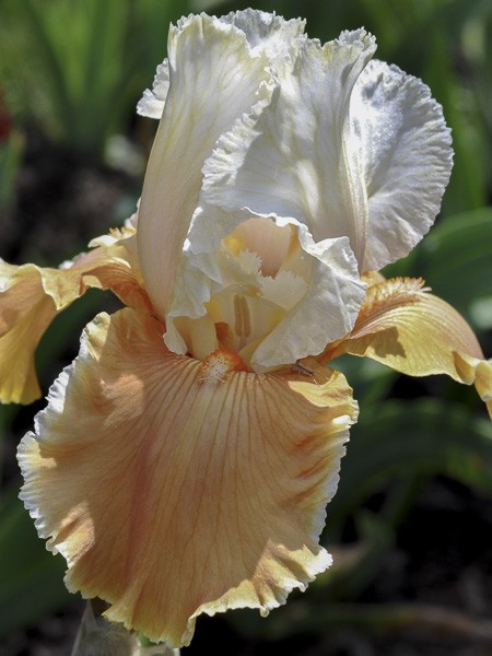 Iris des jardins 'English Charm'
