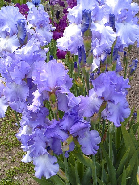 Iris des jardins 'Mary Frances'