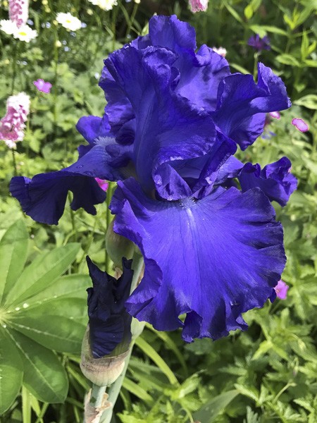 Iris des jardins 'Mer du Sud'