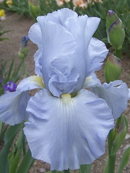 Iris des jardins 'Navajo Jewel'