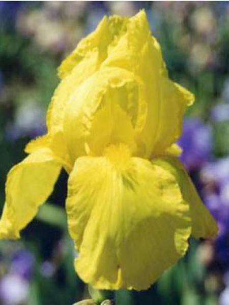 Iris des jardins 'Ola Kala'