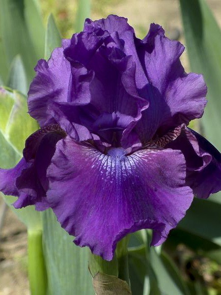 Iris des jardins 'Rosalie Figge'