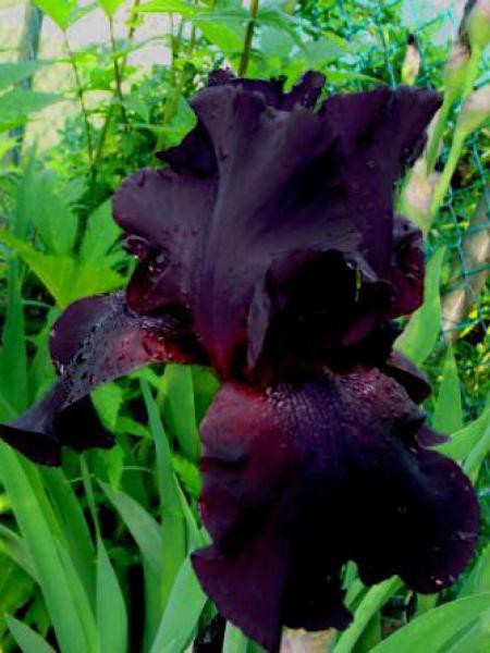 Iris des jardins 'Superstition'