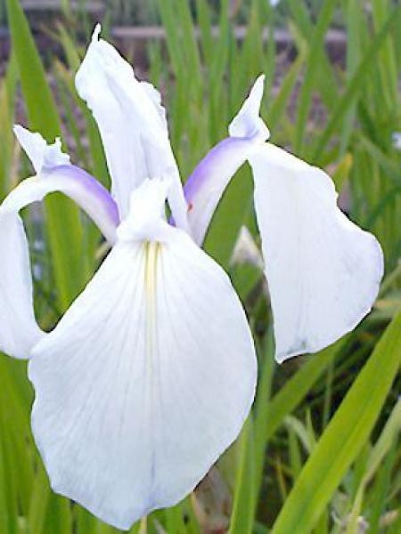 Iris des rives 'Snowdrift'
