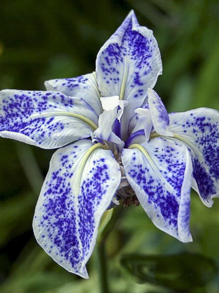 Iris japonais 'Montrosa'