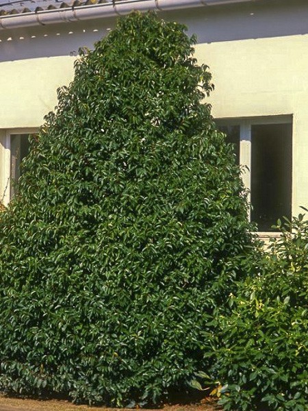 Laurier du Portugal 'Myrtifolia'