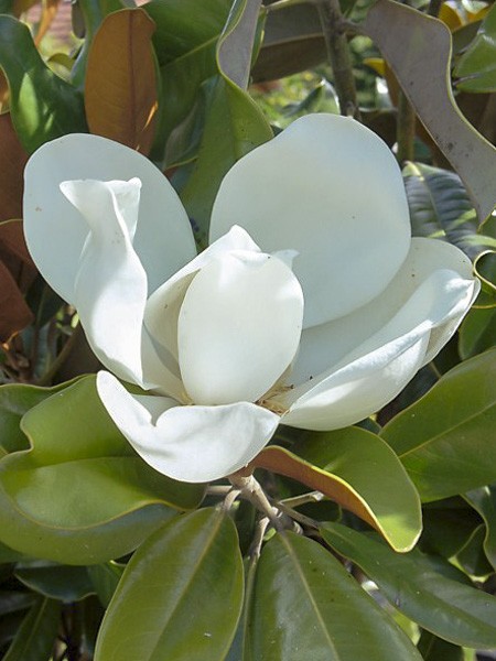 Laurier-tulipier 'Nana -praecox-'