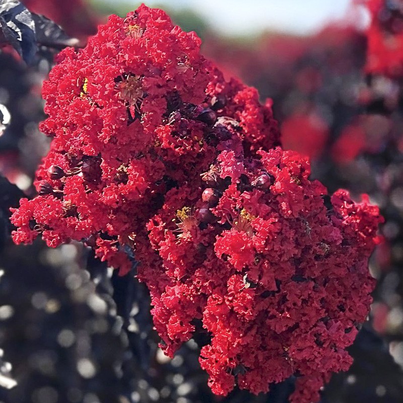 Lilas des Indes 'Black Solitaire Crimson Red'