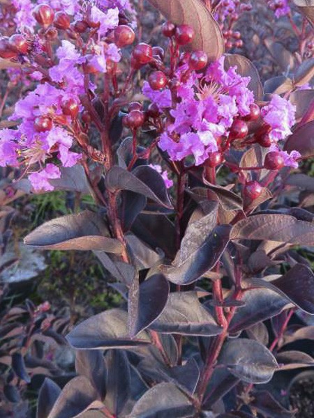 Lilas des Indes 'Black Solitaire Shell Pink'