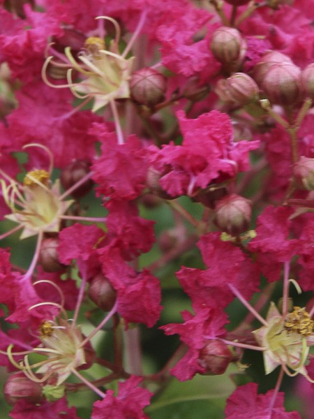 Lilas des Indes 'Margaux'