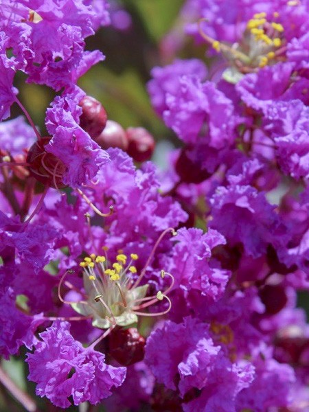 Lilas des Indes 'Terre Chinoise'