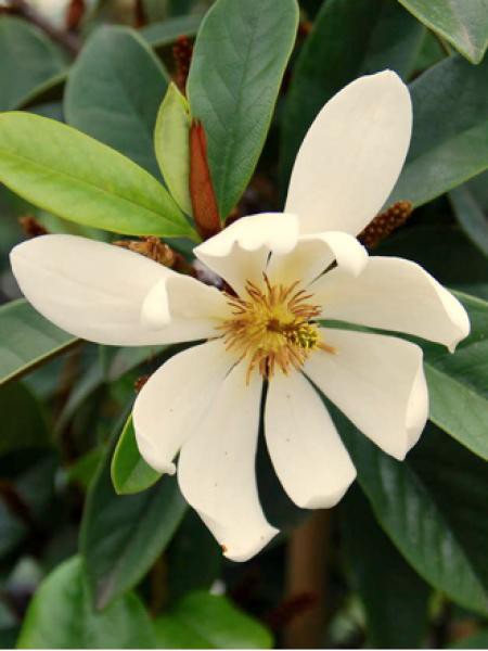 Magnolia 'Fairy Cream'® -Michelia-