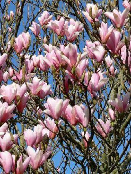 Magnolia  'Heaven Scent'