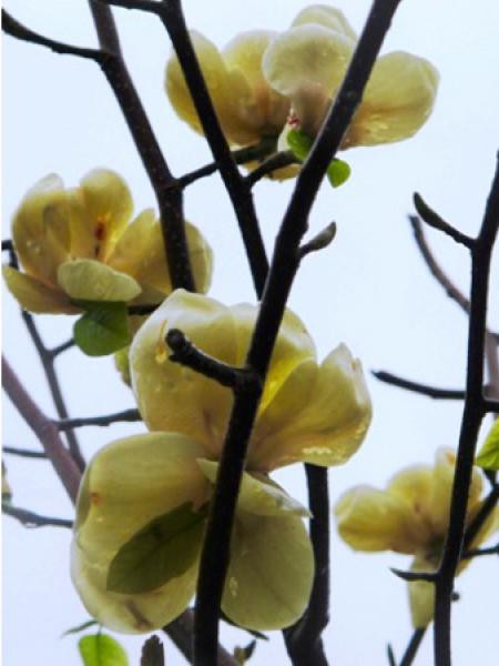 Magnolia 'Honey tulip'