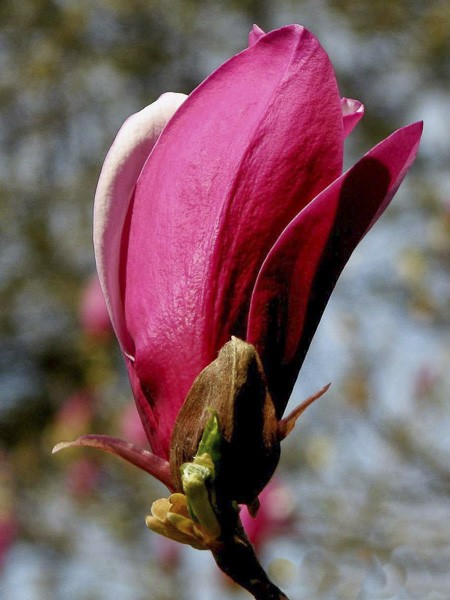 Magnolia 'Purpurea'