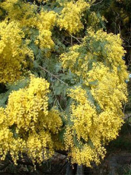 Mimosa d'hiver