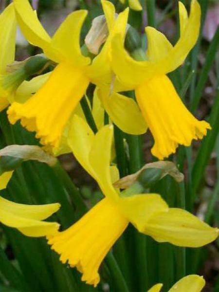 Narcisse cyclamineus 'February Gold'