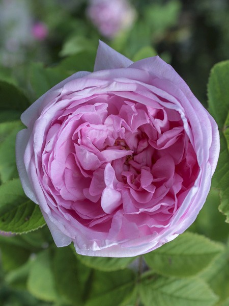 Rose des peintres, rosier ancien 'Muscosa'