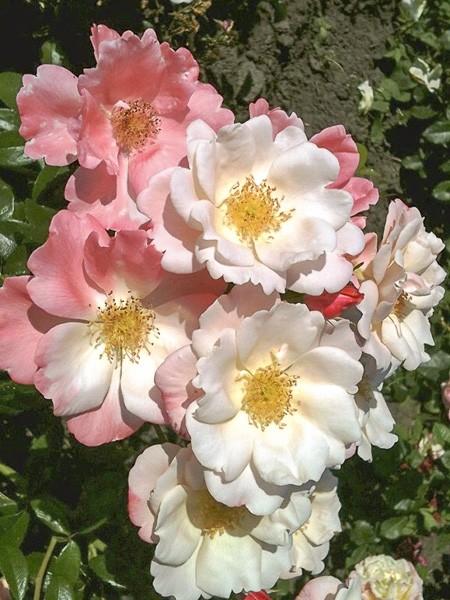 Rosier à fleurs groupées 'Nectar Garden Roseromantic Korum'
