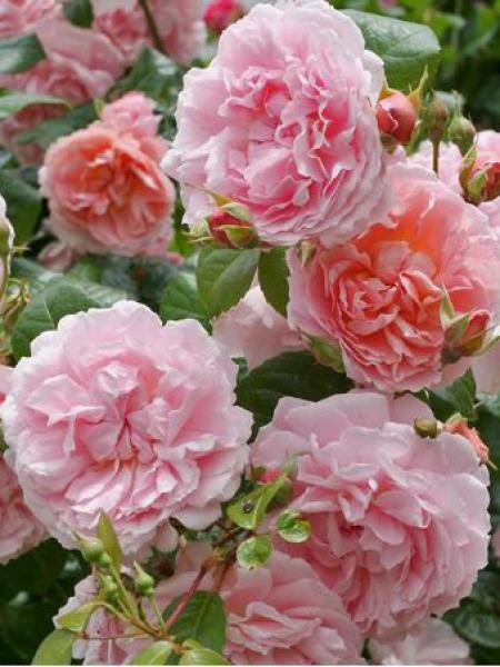 Rosier anglais 'Strawberry Hill'®