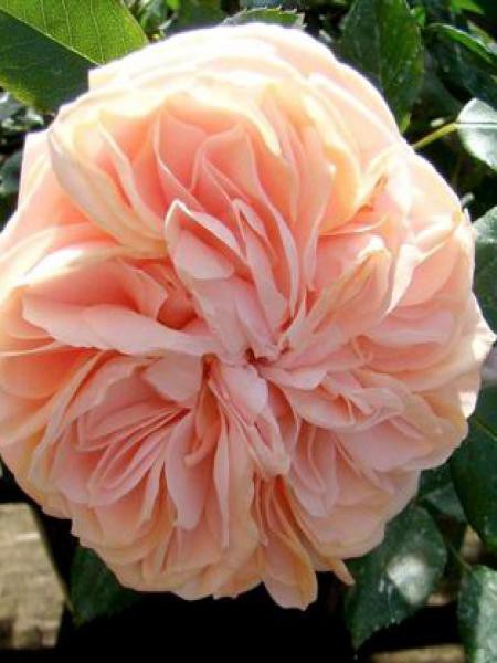 Rosier arbuste 'Garden of Roses'®