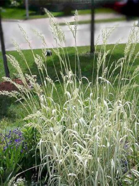 Phalaris arundinacea feesey Reed alpiste jeune plante 9 cm pot