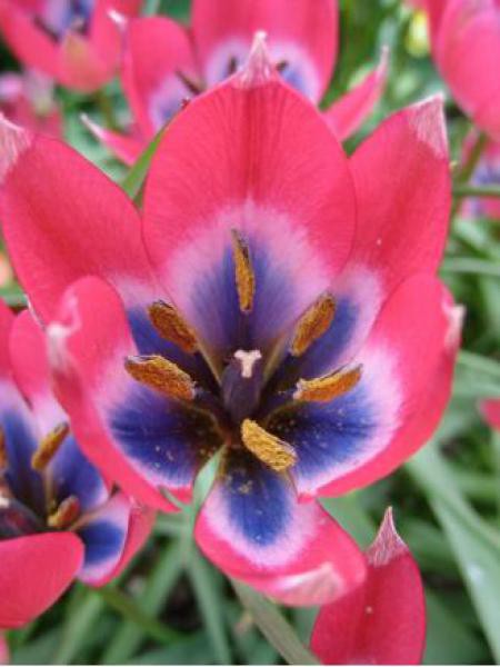 Tulipe botanique 'Little Beauty'