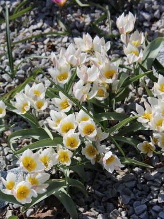 Tulipe botanique 'Polychroma'
